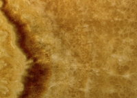 Caramello